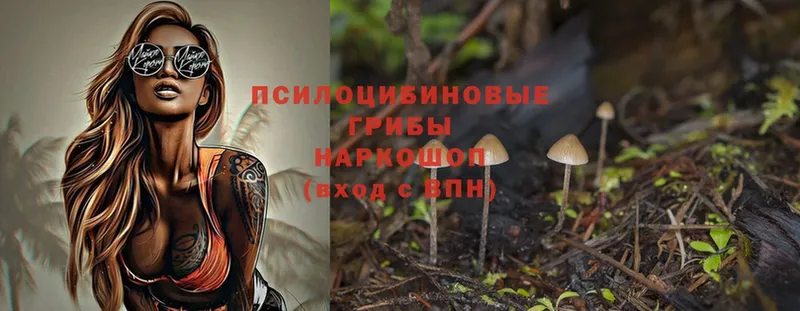 Псилоцибиновые грибы Psilocybe  Бугульма 